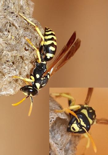 Polistes gallicus