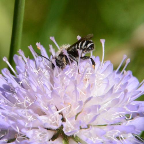 Megachile sp.