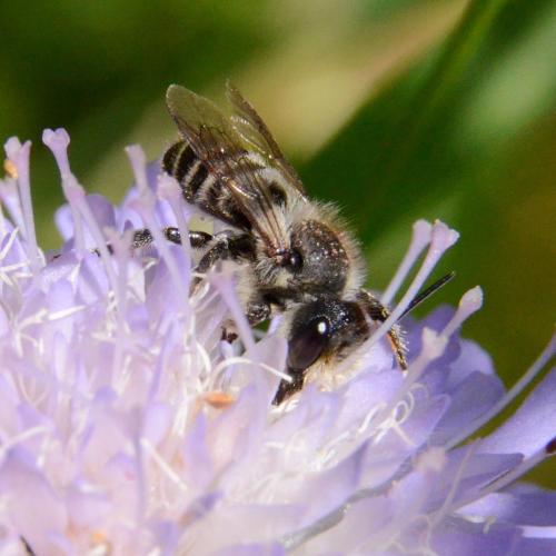 Réf. 315 155 : Megachile sp.