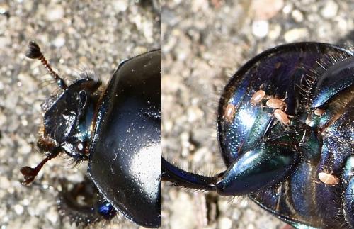Réf. 315 951 : Geotrupes spiniger