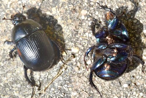 Réf. 315 940 : Geotrupes spiniger