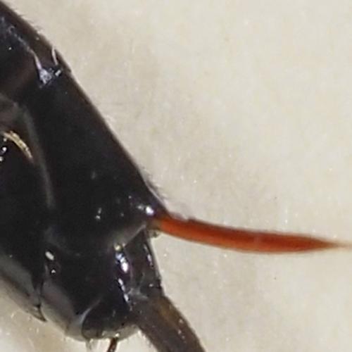 Exetastes calobatus