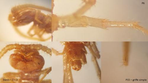 Lithobius sp.