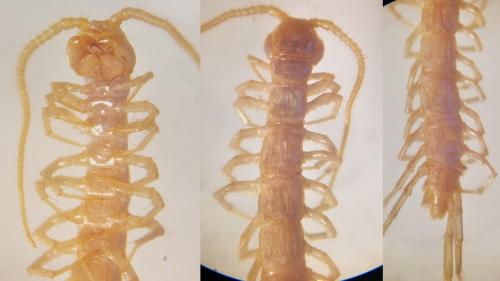 Lithobius sp.