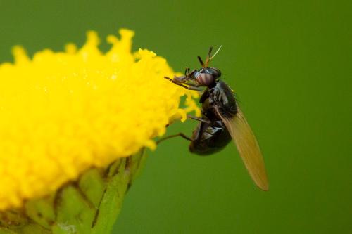 Lauxania cylindricornis