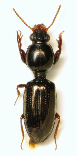 Réf. 315 943 : Dyschirius sp.
