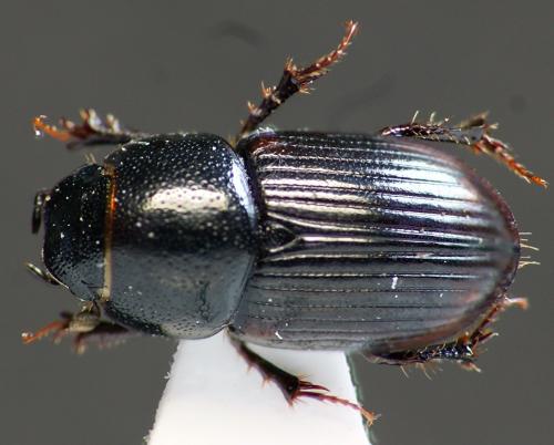 Aphodiinae
