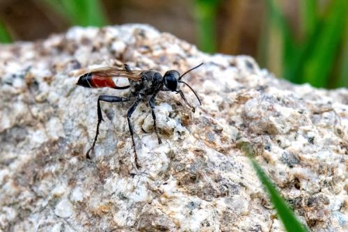 Prionyx kirbii