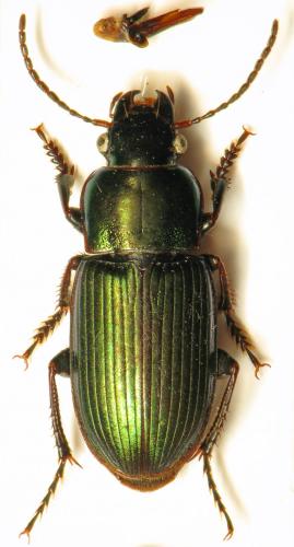 Réf. 315 967 : Harpalus distinguendus