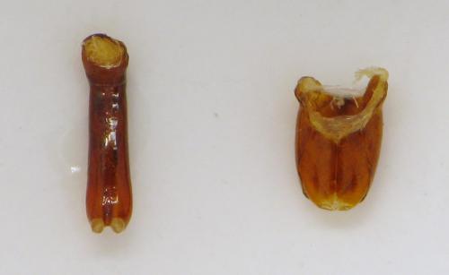 Réf. 315 382 : Margarinotus merdarius