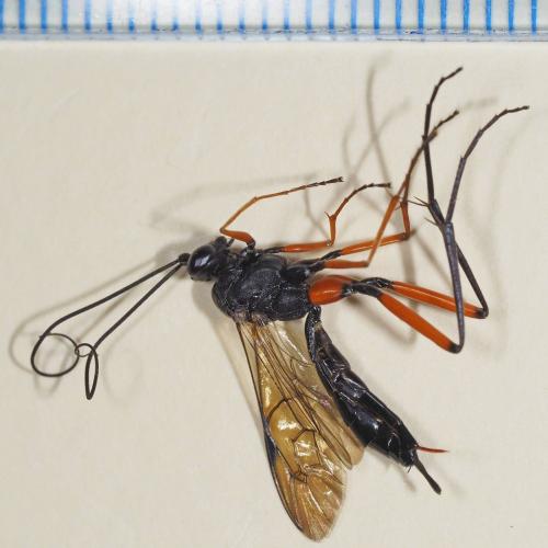 Exetastes calobatus