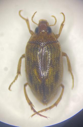 Haliplus guttatus