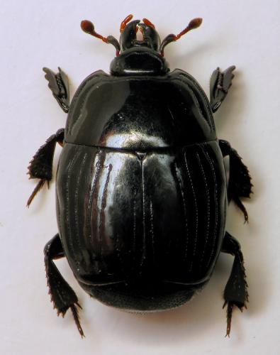 Margarinotus merdarius