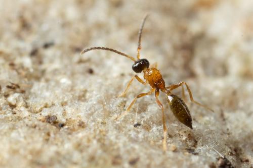 Diaeretellus ephippium