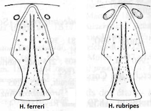Hypocaccus divers