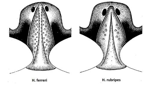Hypocaccus divers