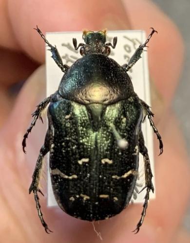 Cetonia aurata aurata