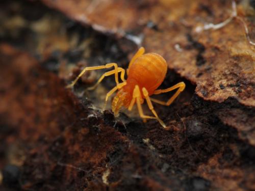 Scotolemon doriae