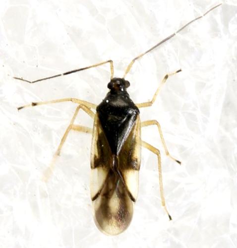Réf. 315 938 : Bryocoris pteridis