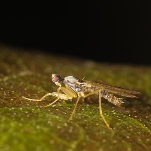 Réf. 315 594 : Chelifera precabunda