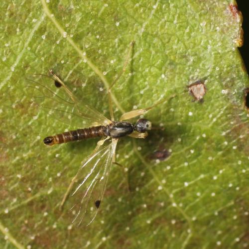 Réf. 315 595 : Chelifera precabunda