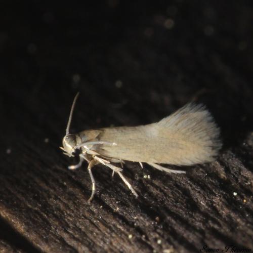 Heliozela lithargyrellum