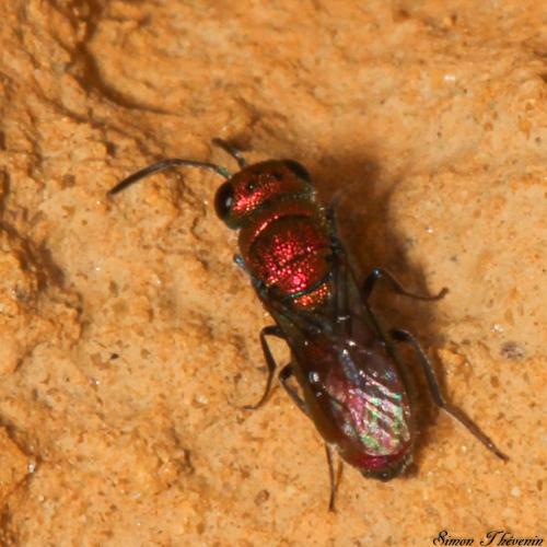 Réf. 315 254 : Chrysis varidens