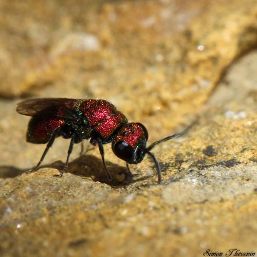 Réf. 315 253 : Chrysis varidens
