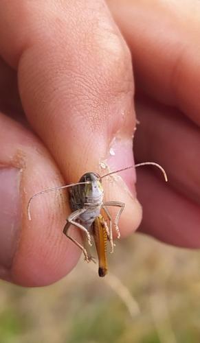 Réf. 315 652 : Stenobothrus nigromaculatus nigromaculatus