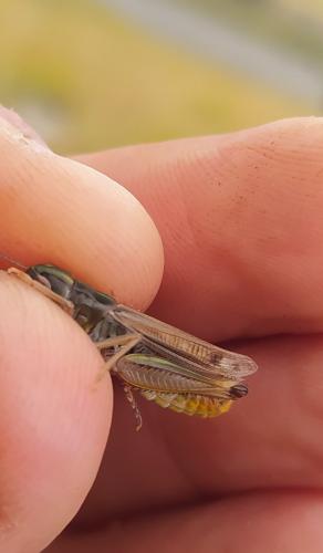Réf. 315 653 : Stenobothrus nigromaculatus nigromaculatus