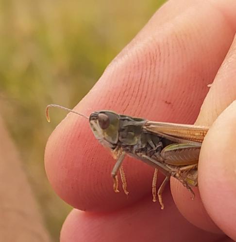 Stenobothrus nigromaculatus nigromaculatus