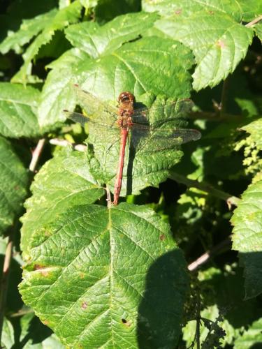 Sympetrum striolatum