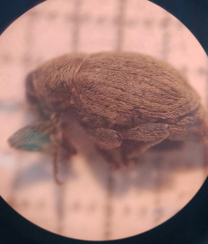 Réf. 315 300 : Sibinia sp.