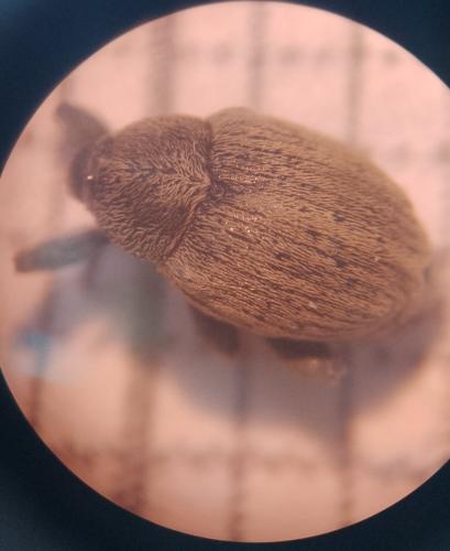 Réf. 315 299 : Sibinia sp.