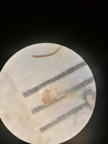 Réf. 315 520 : Choleva agilis