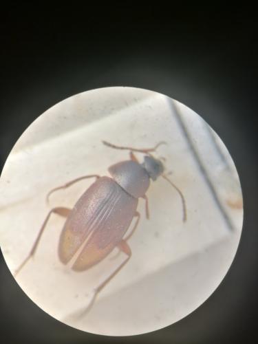 Réf. 315 517 : Choleva agilis