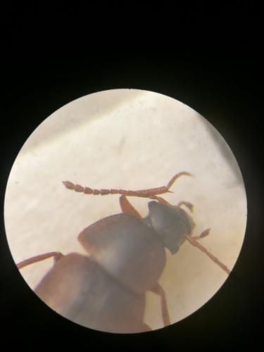 Réf. 315 518 : Choleva agilis