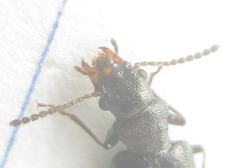 Rabocerus gabrieli