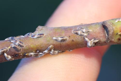 Lepidosaphes ulmi