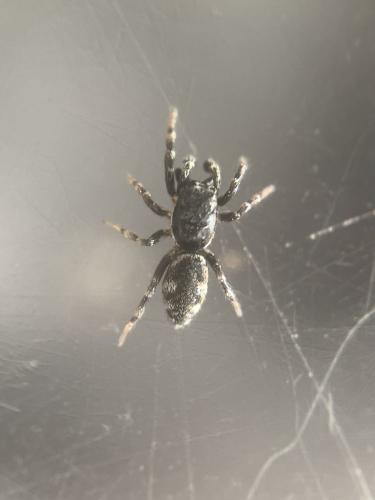 Salticus zebraneus