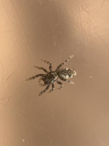Salticus zebraneus