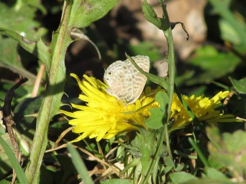 Réf. 315 580 : Leptotes pirithous