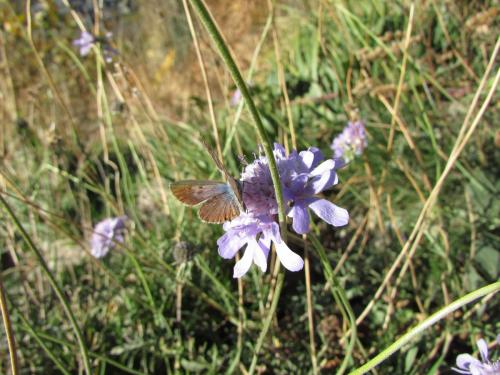 Réf. 315 578 : Leptotes pirithous