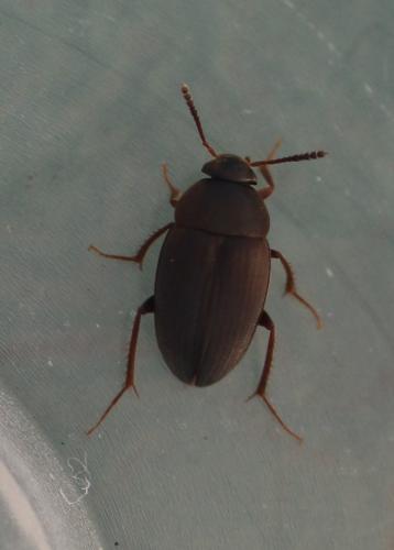 Réf. 315 740 : Catops sp.