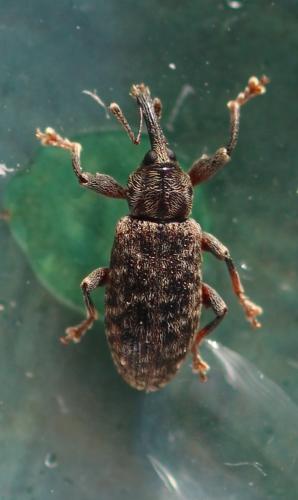 Dorytomus taeniatus