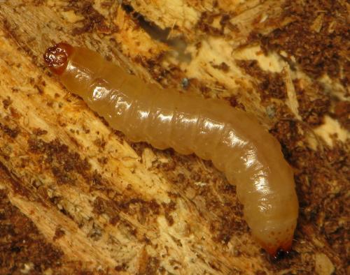 Endophloeus markovichianus
