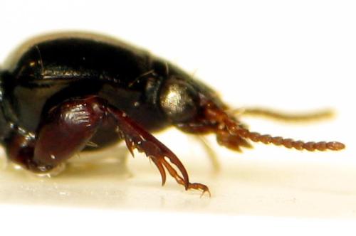 Réf. 315 992 : Dyschirius sp.