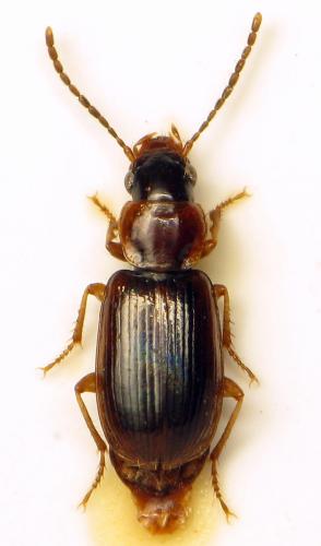 Réf. 315 962 : Acupalpus dubius