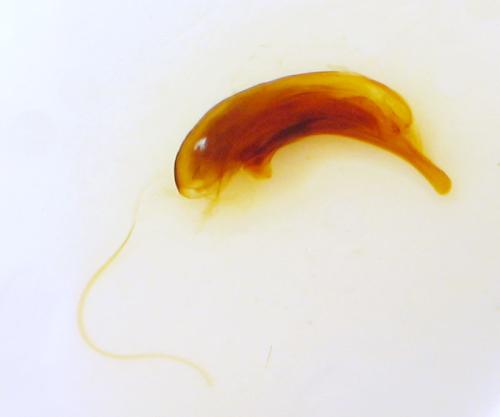 Réf. 315 993 : Dyschirius sp.