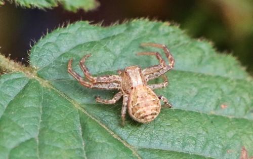 Réf. 315 092 : Xysticus sp.